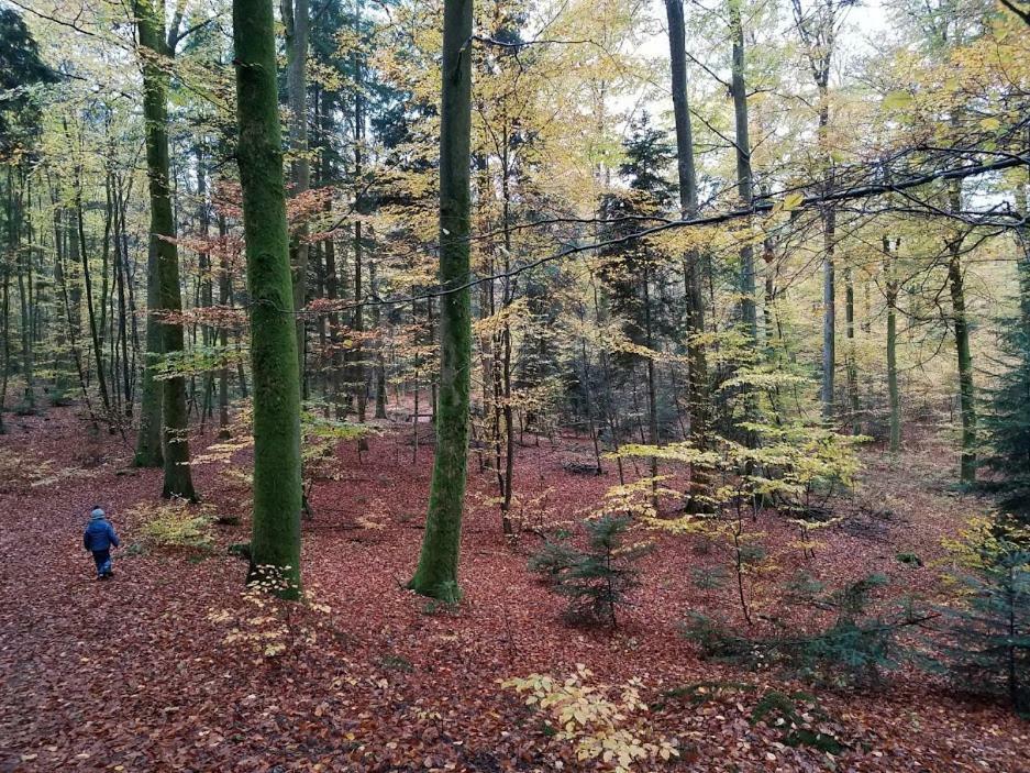 L'Enchantraine - Gite Tout Confort Et Tarif Tout Inclus - Appartement Spacieux Et Accueillant Sur Epinal Luaran gambar